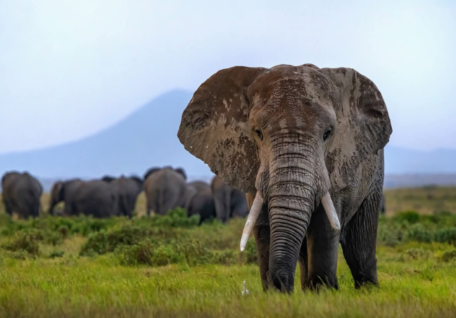 12 Days Kenya Luxury Bush & Beach Safari