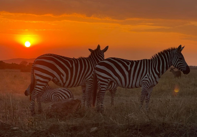 13 Days Kenya Luxury Bush & Beach Safari