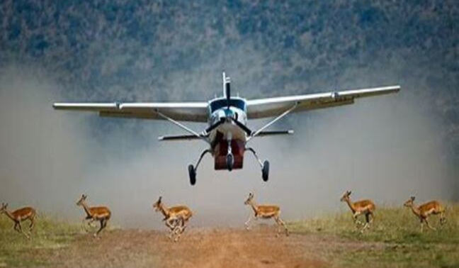Flying Safari