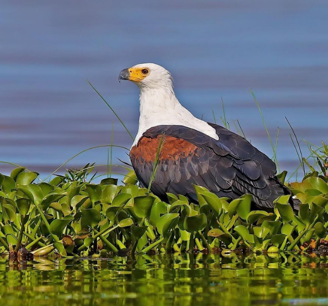  Kenya Bird Watching Safaris