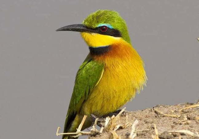 Central & Eastern Bird Watching Safari
