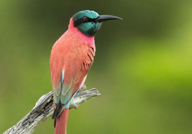 Lake Baringo Bird Watching Safari