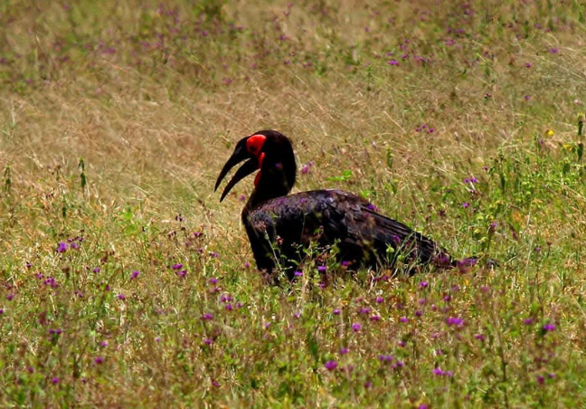 Lake Naivasha Bird Watching Safari