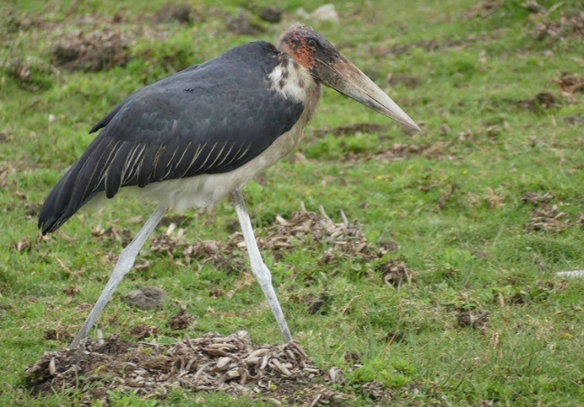 5 Days Bird Watching Safari