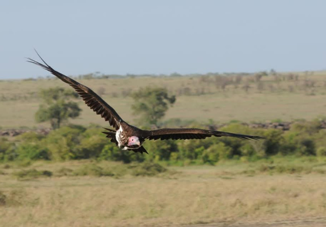 Western Kenya Bird Watching Safari