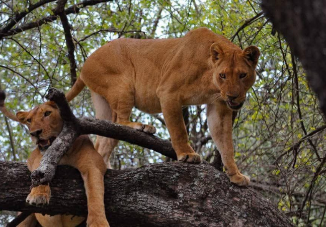 3 Days Tanzania Budget Camping Safari