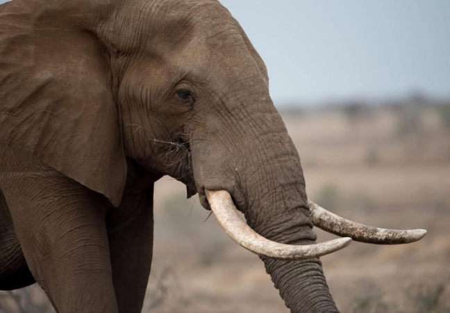 3 Days Serengeti & Ngorongoro Budget Camping Safari