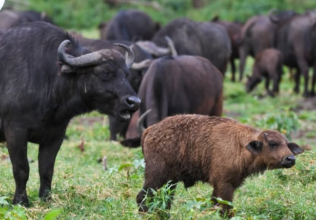 11 Days Explore Kenya Budget Safari