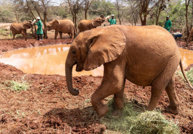 Giraffe Centre & Elephant Orphanage