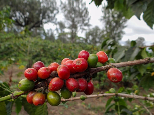 Paradise Lost & Kiambu Coffee Tour