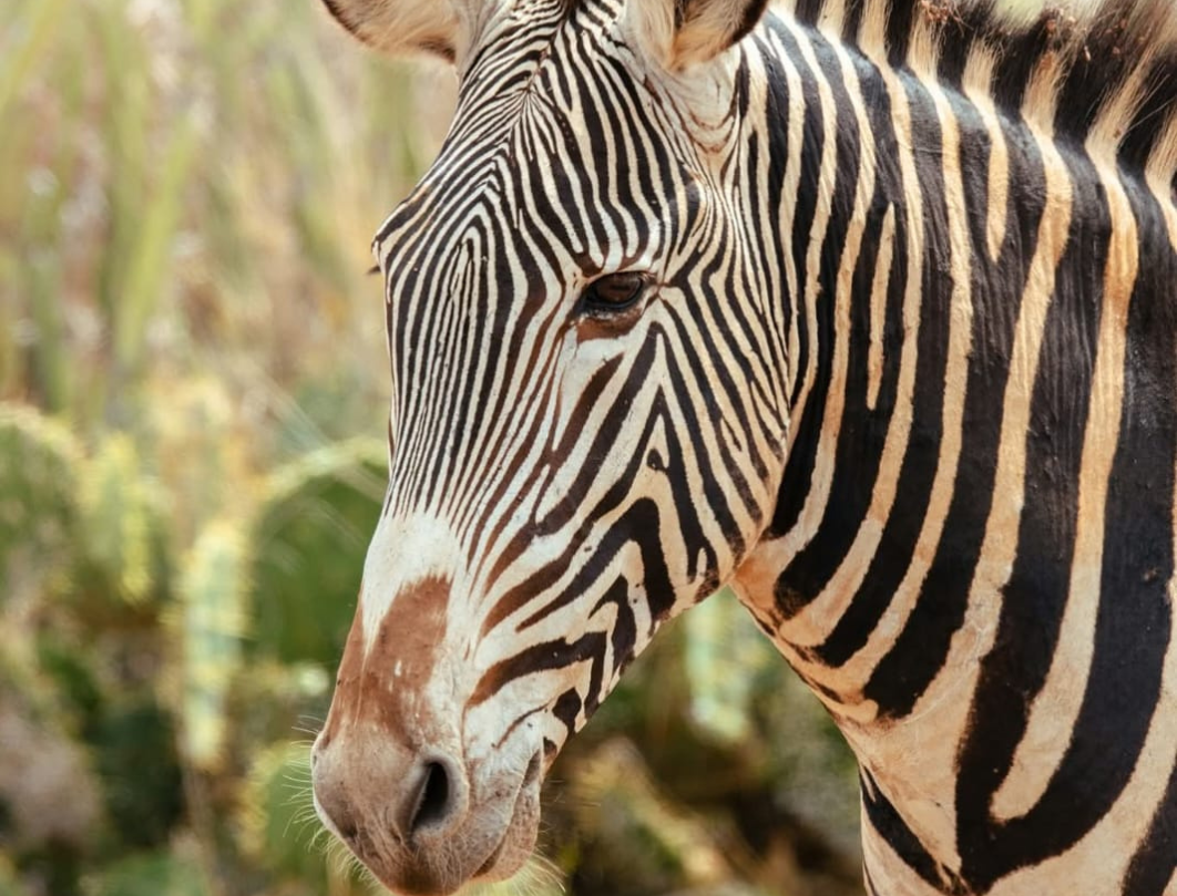 10 Days Explore Kenya Private Classic Safari