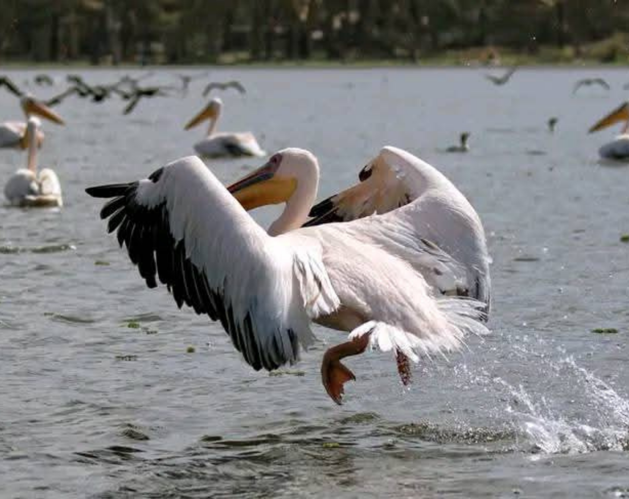 10 Days Explore Kenya Private Classic Safari