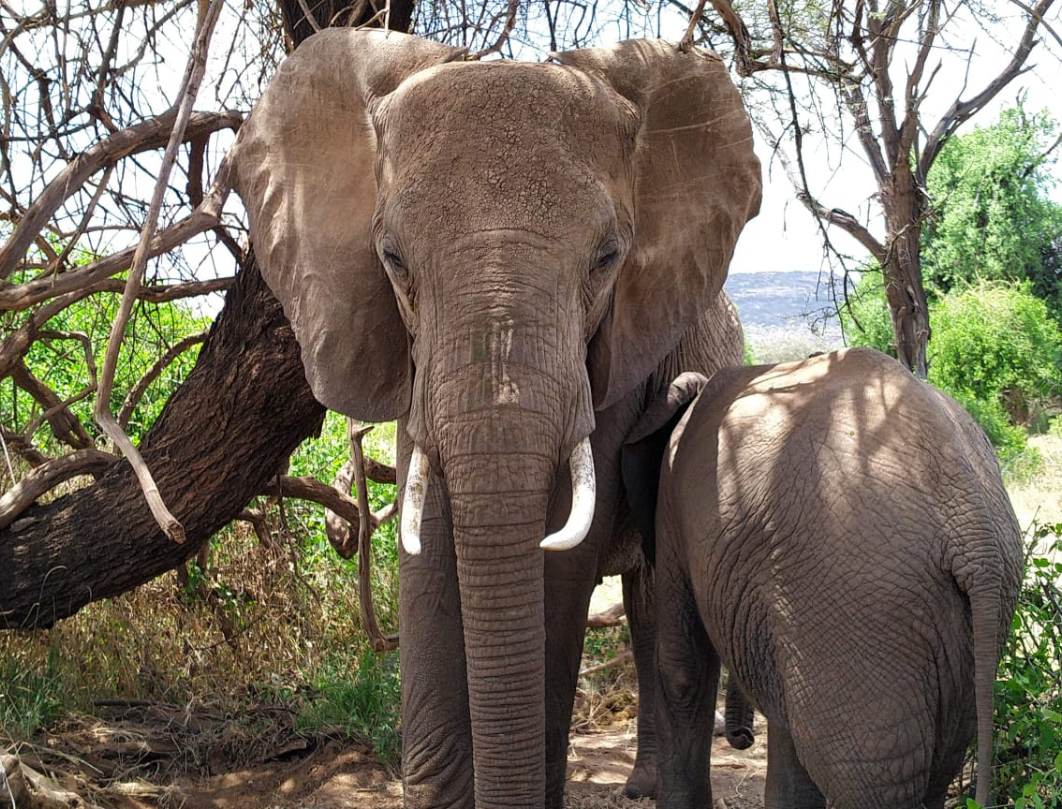 10 Days Explore Kenya Private Classic Safari