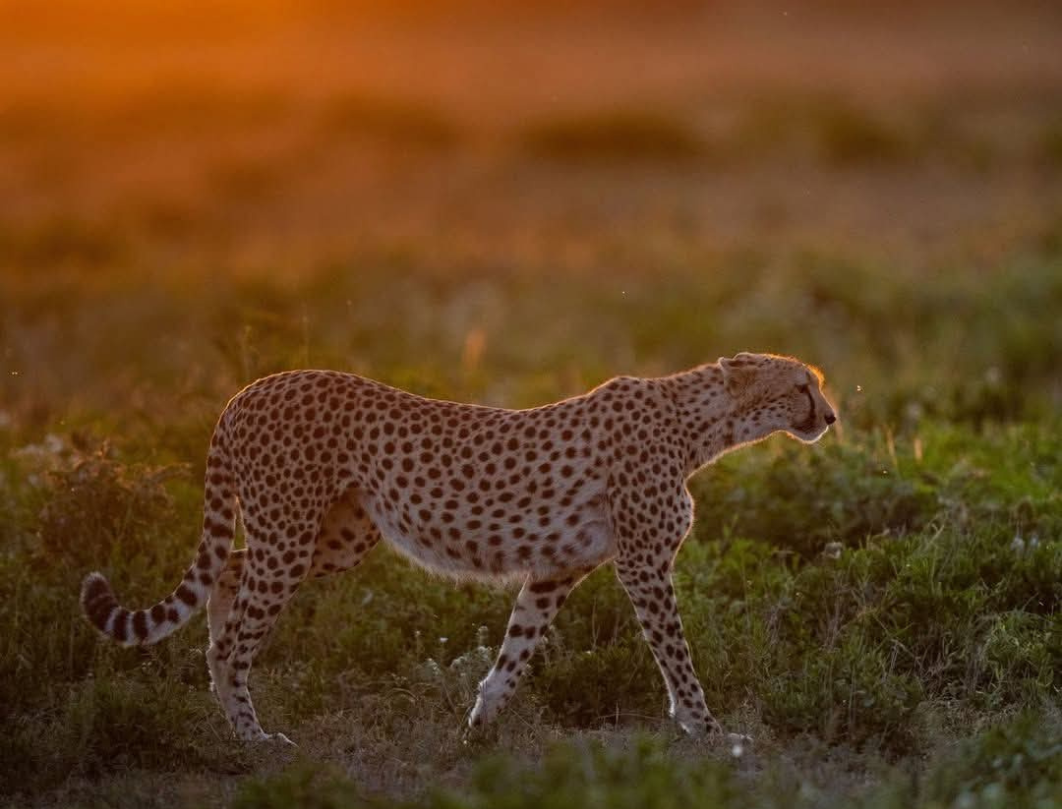 10 DaysTanzania Private Safari