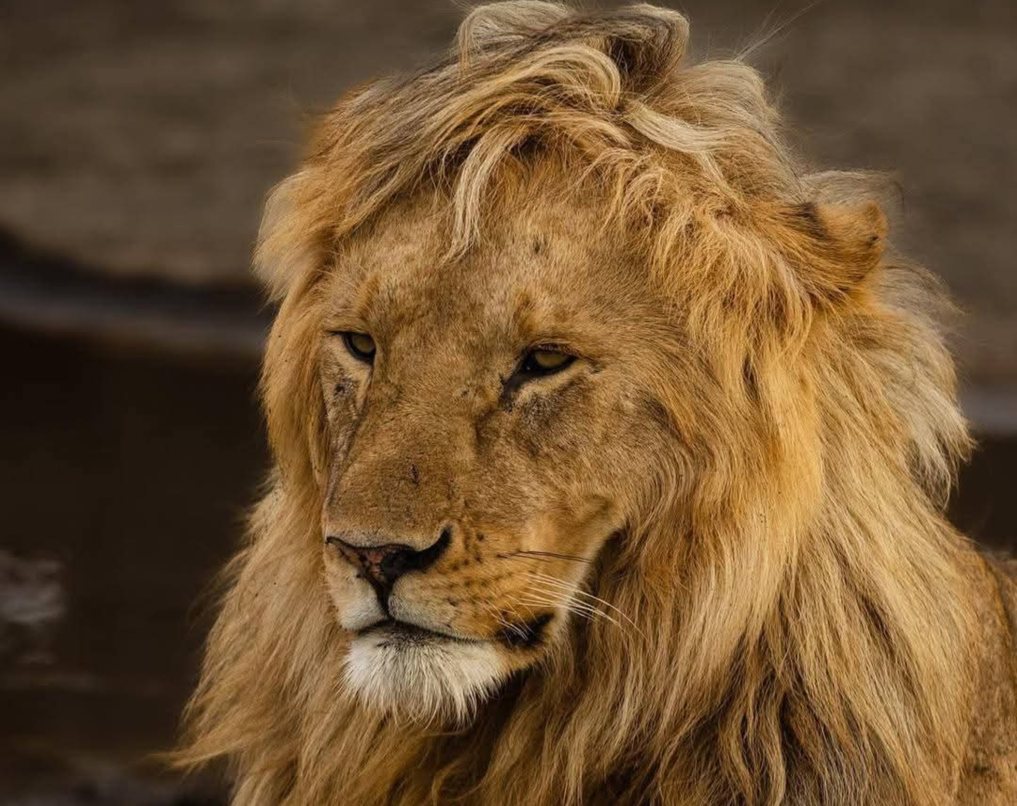 10 DaysTanzania Private Safari