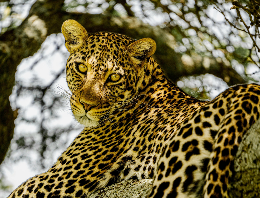 10 Days Tanzania Budget Camping Safari