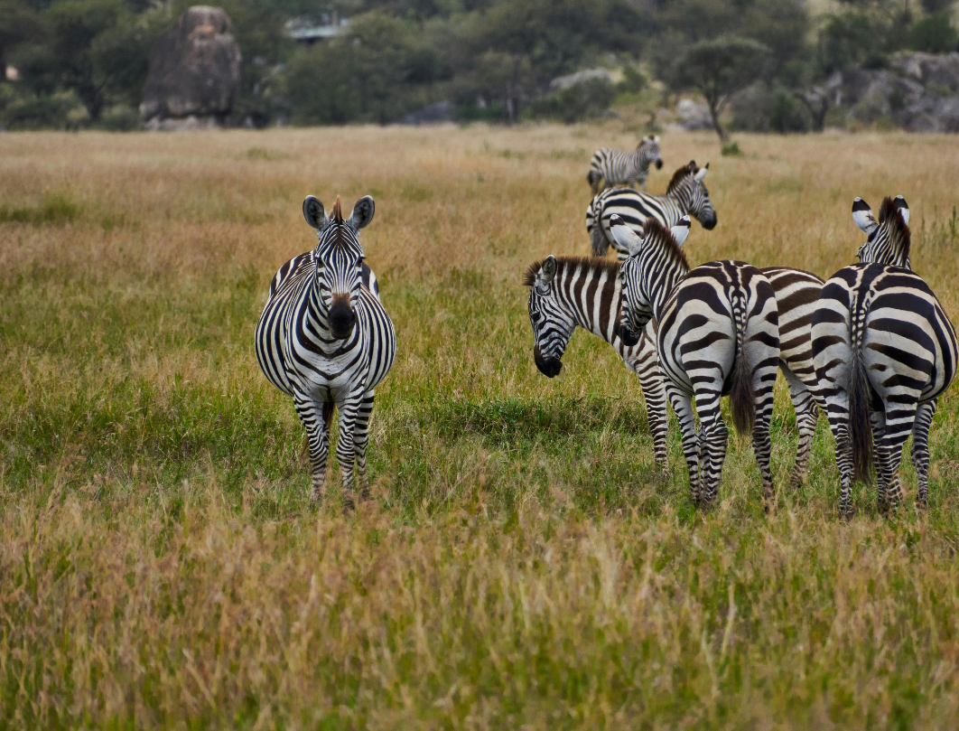 10 Days Tanzania Budget Camping Safari