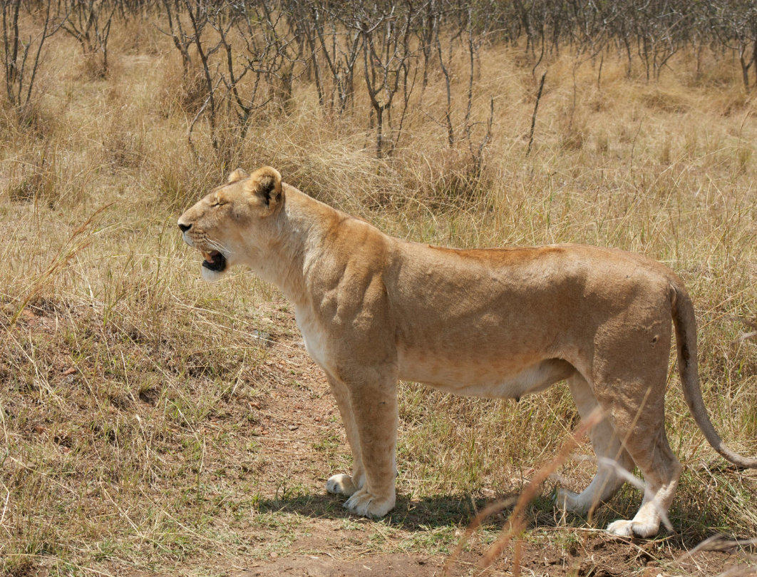 10 Days Tanzania Budget Camping Safari