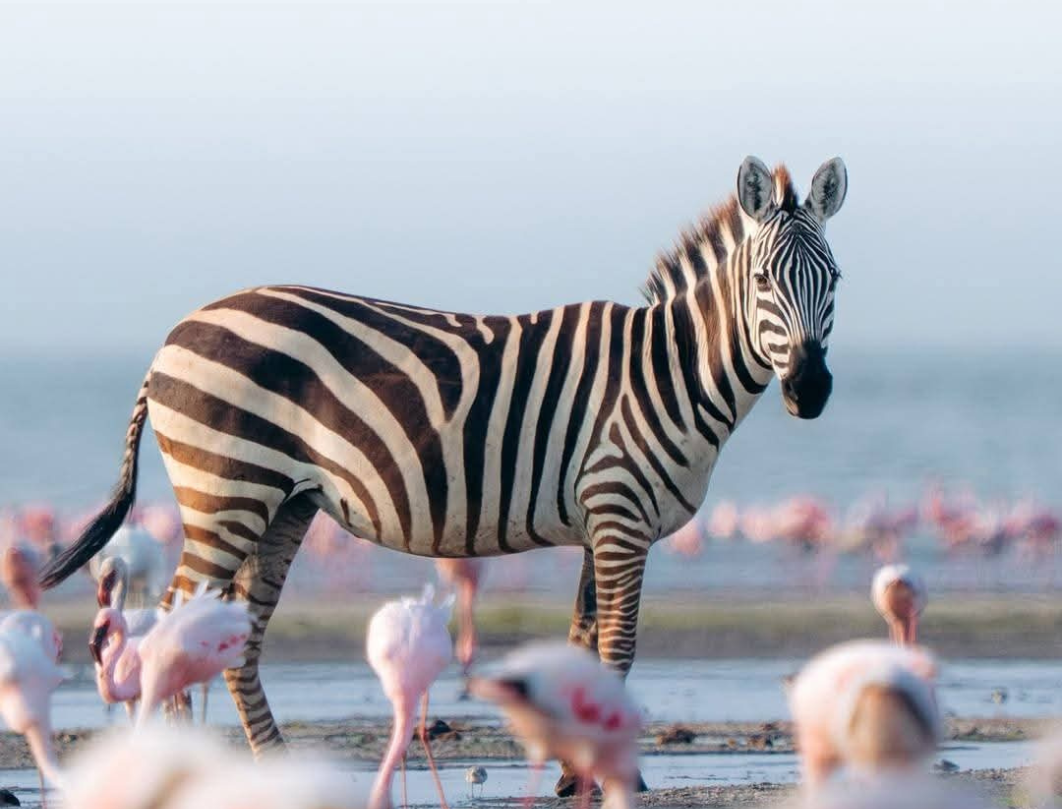 10 Days Tanzania Honeymoon Safari