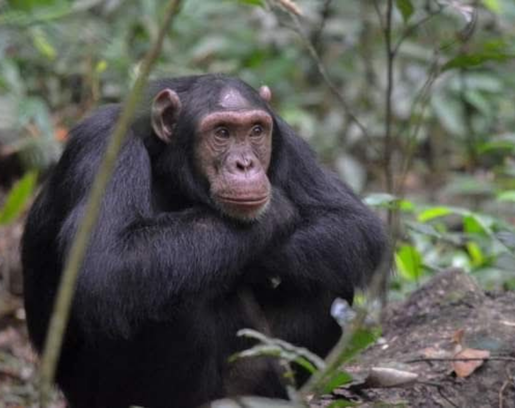 10 Days Best Of Uganda Safari