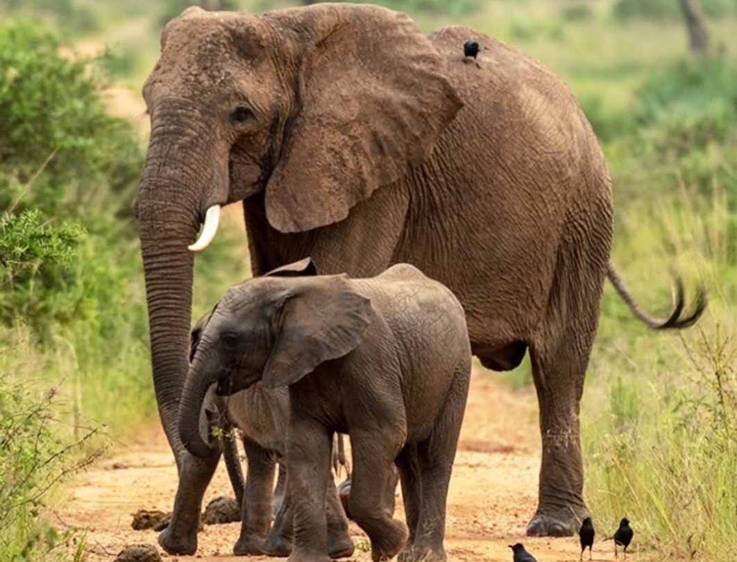 10 Days Best Of Uganda Safari