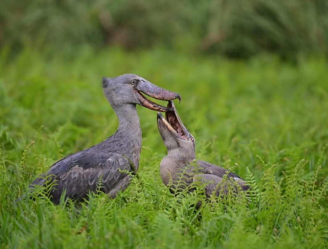 10 Days Best Of Uganda Safari