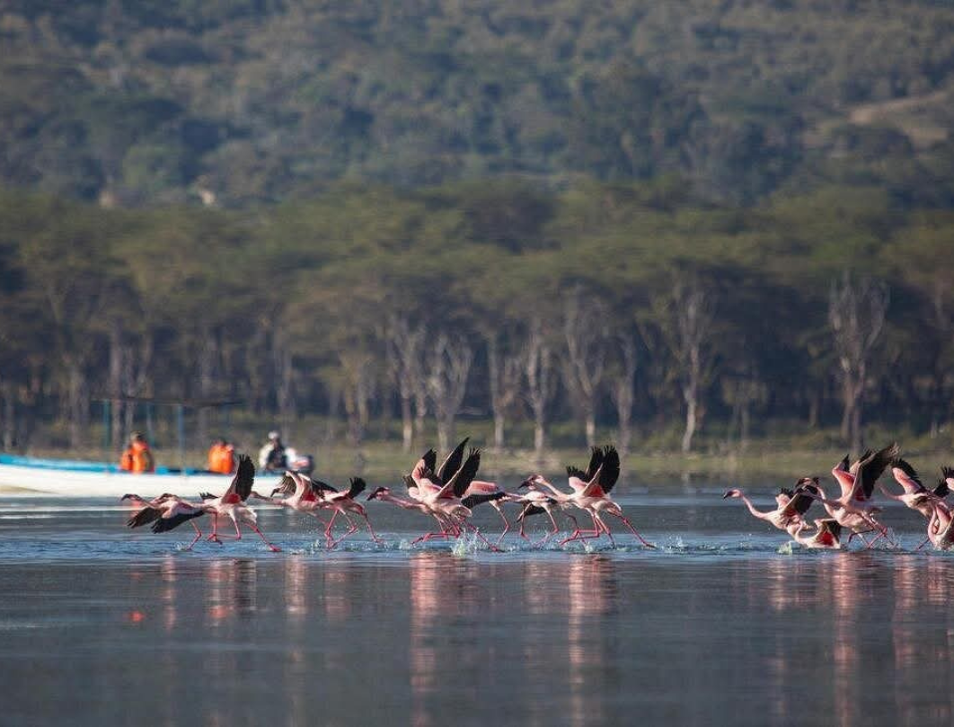 11 Days Kenya Luxury Bush To Beach Safari