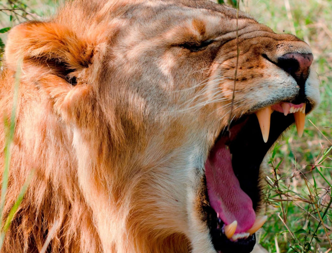11 Days Kenya Luxury Bush To Beach Safari