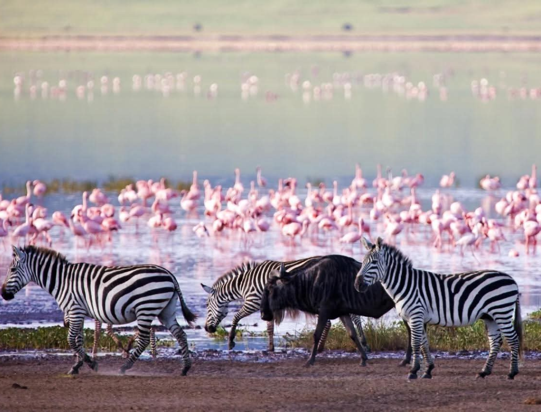 11 Days Kenya Luxury Bush To Beach Safari
