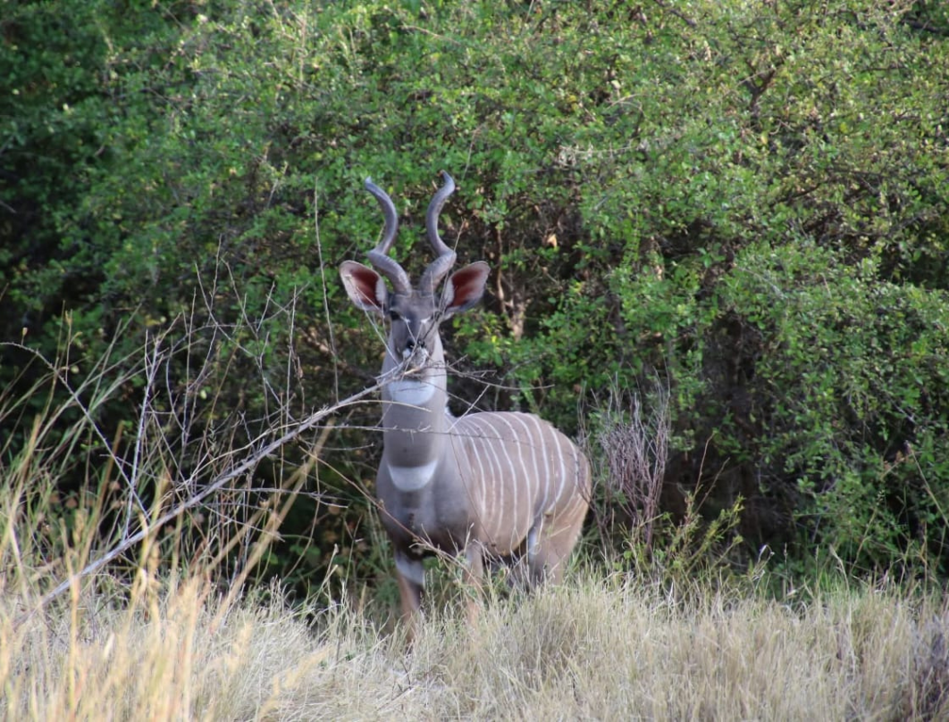 11 Days Explore Kenya Budget Safari