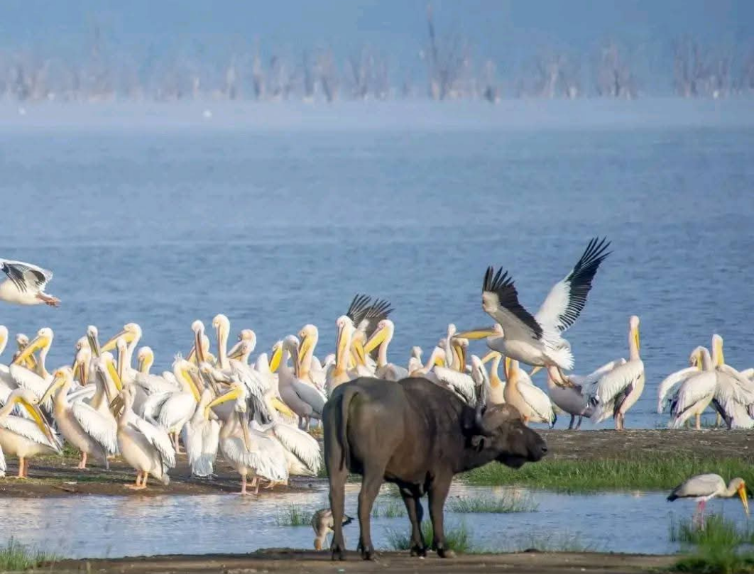 11 Days Explore Kenya Budget Safari