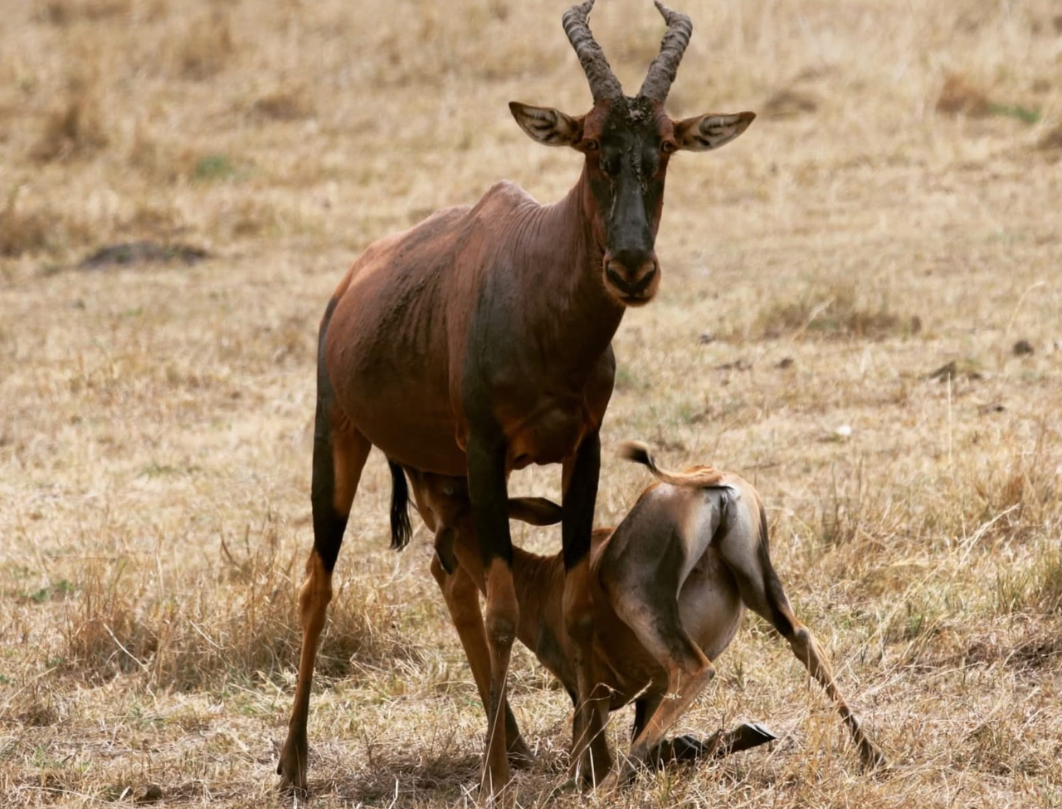 11 Days Explore Kenya Private Classic Safari 