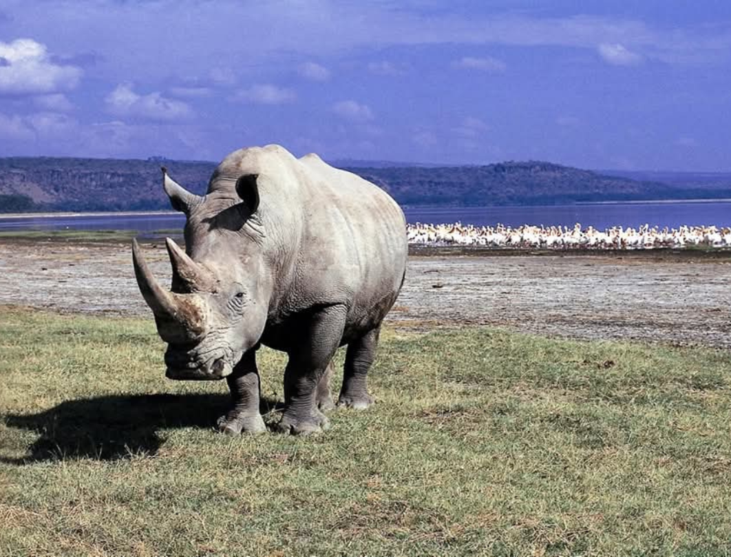 11 Days Explore Kenya Private Classic Safari 