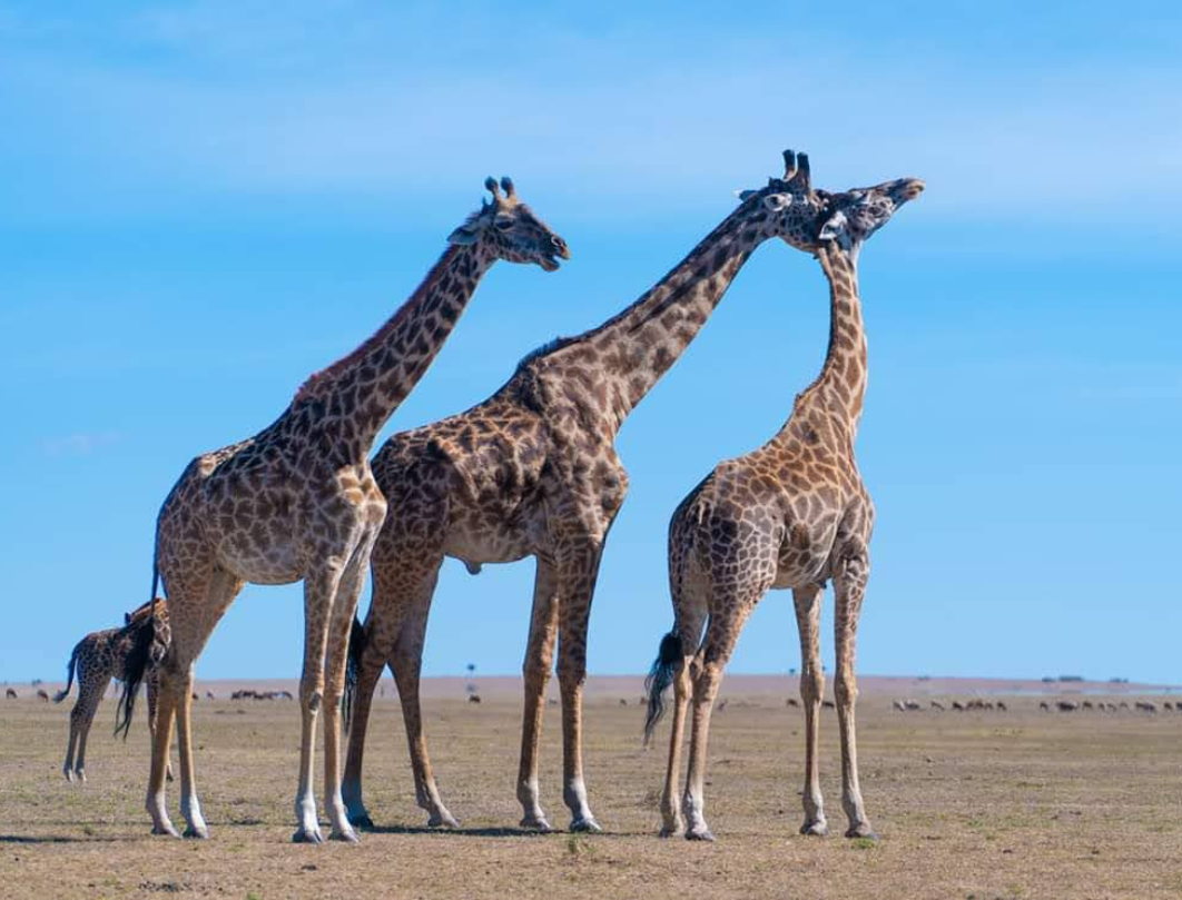 11 Days Explore Kenya Private Classic Safari 