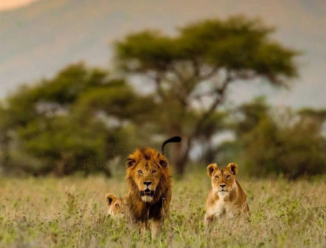 11 Days Tanzania Private Safari