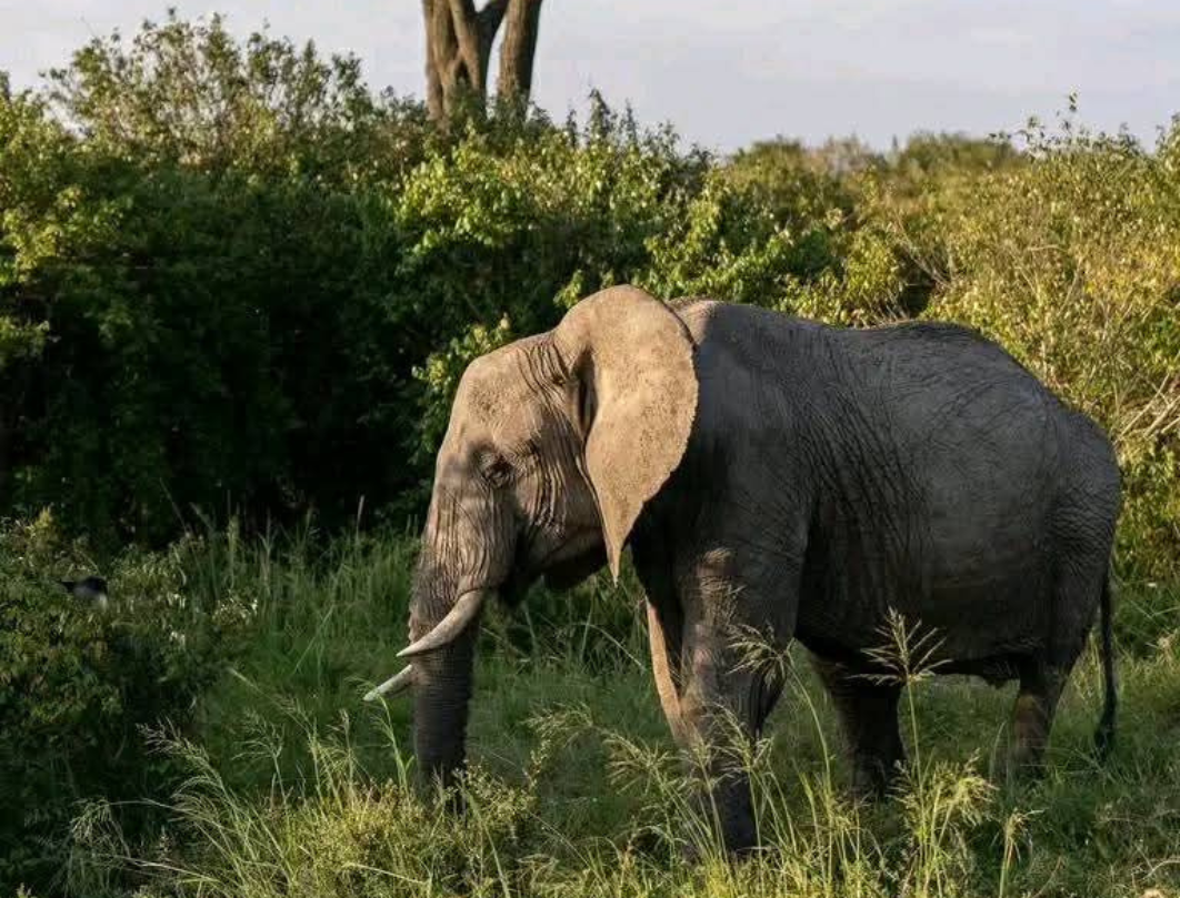 11 Days Tanzania Private Safari
