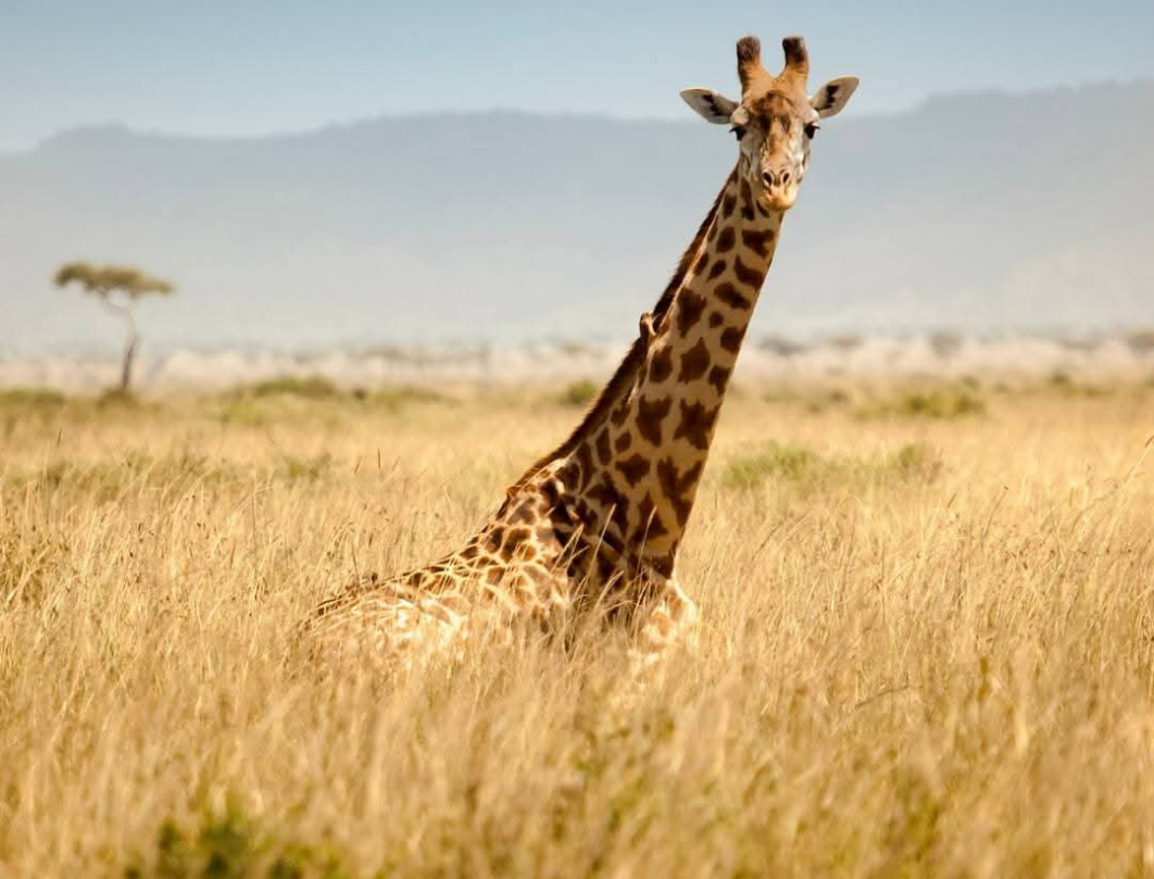 11 Days Tanzania Honeymoon Safari