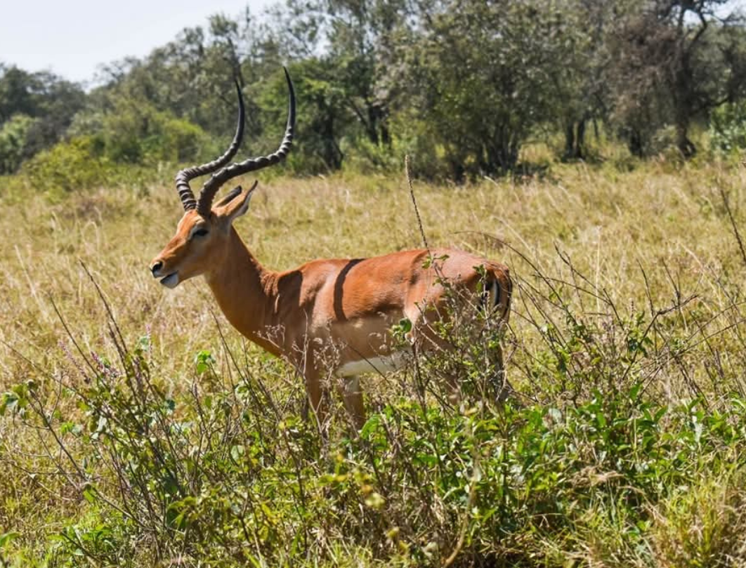12 Days Kenya Luxury Bush To Beach Safari