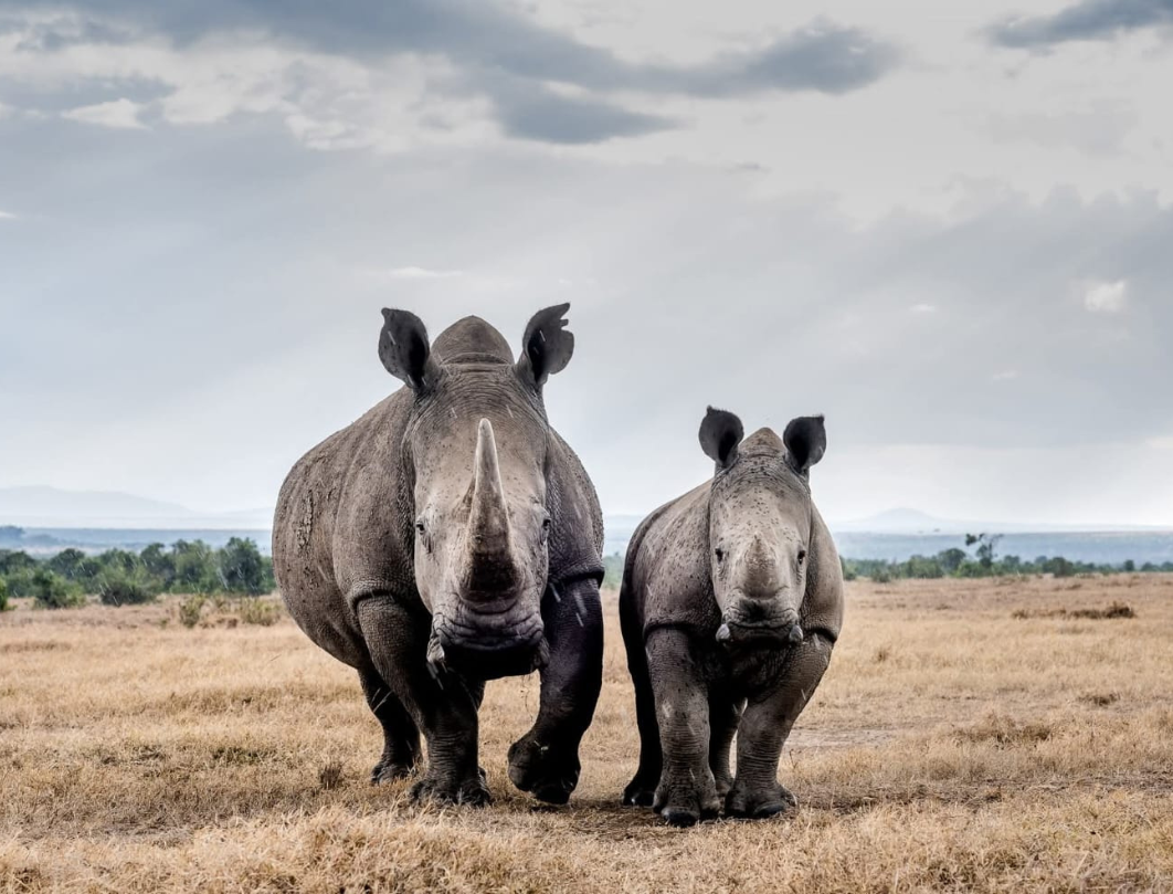 12 Days Kenya Luxury Bush To Beach Safari