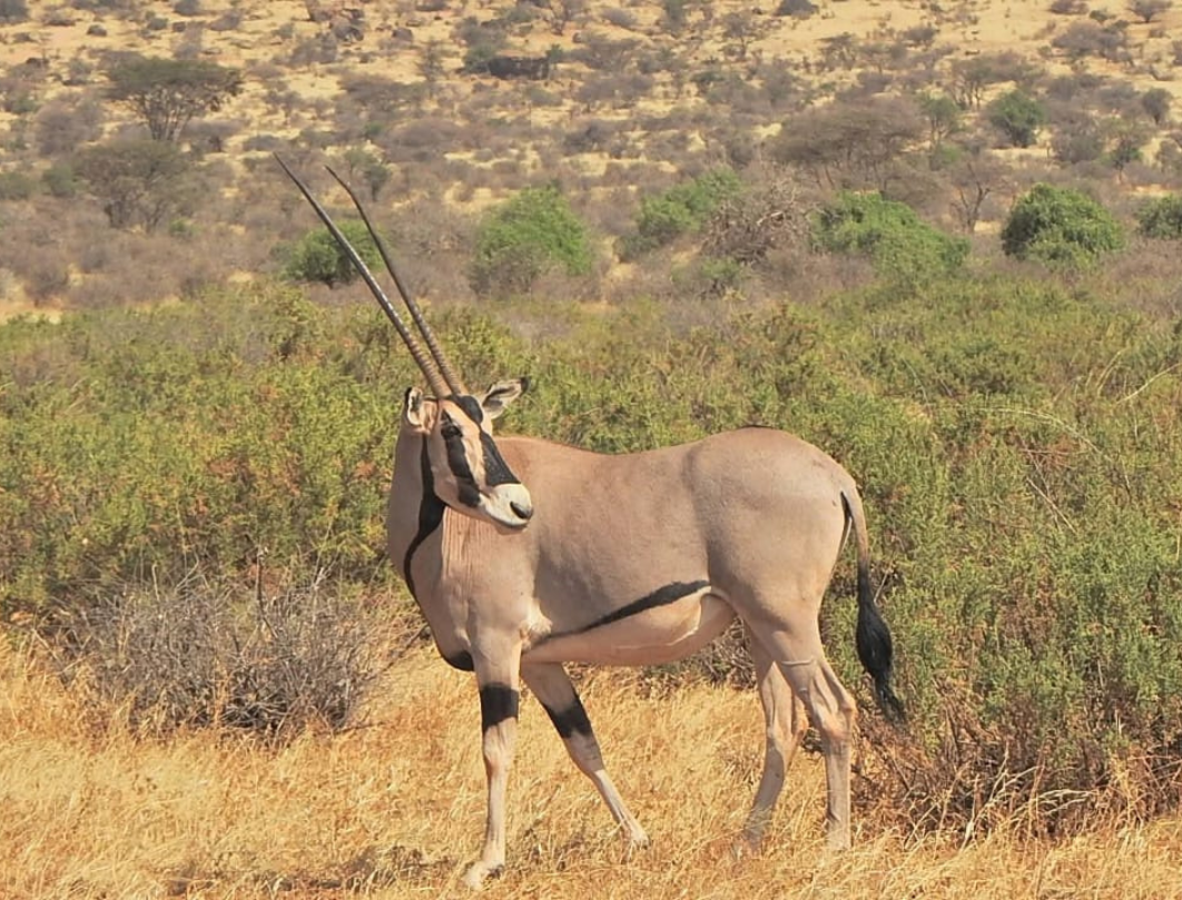 12 Days Kenya Luxury Bush To Beach Safari