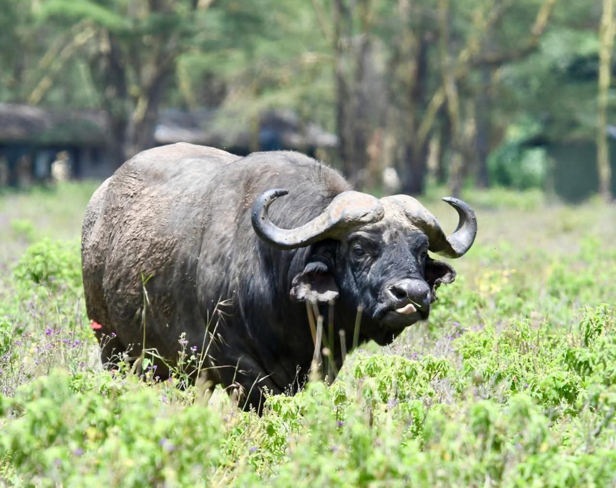 12 Days Explore Kenya Private Classic Safari