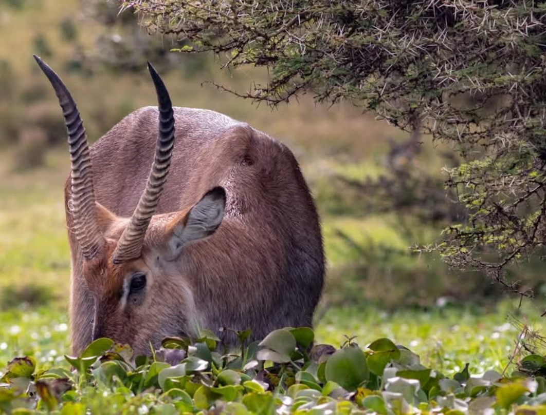 12 Days Explore Kenya Private Classic Safari