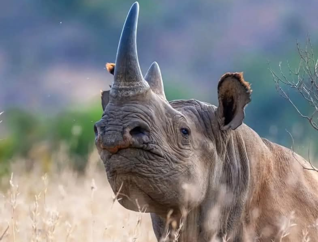 12 Days Explore Kenya Private Classic Safari