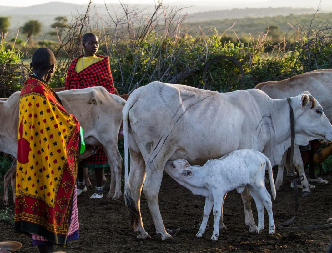 12 Days Tanzania Private Safari