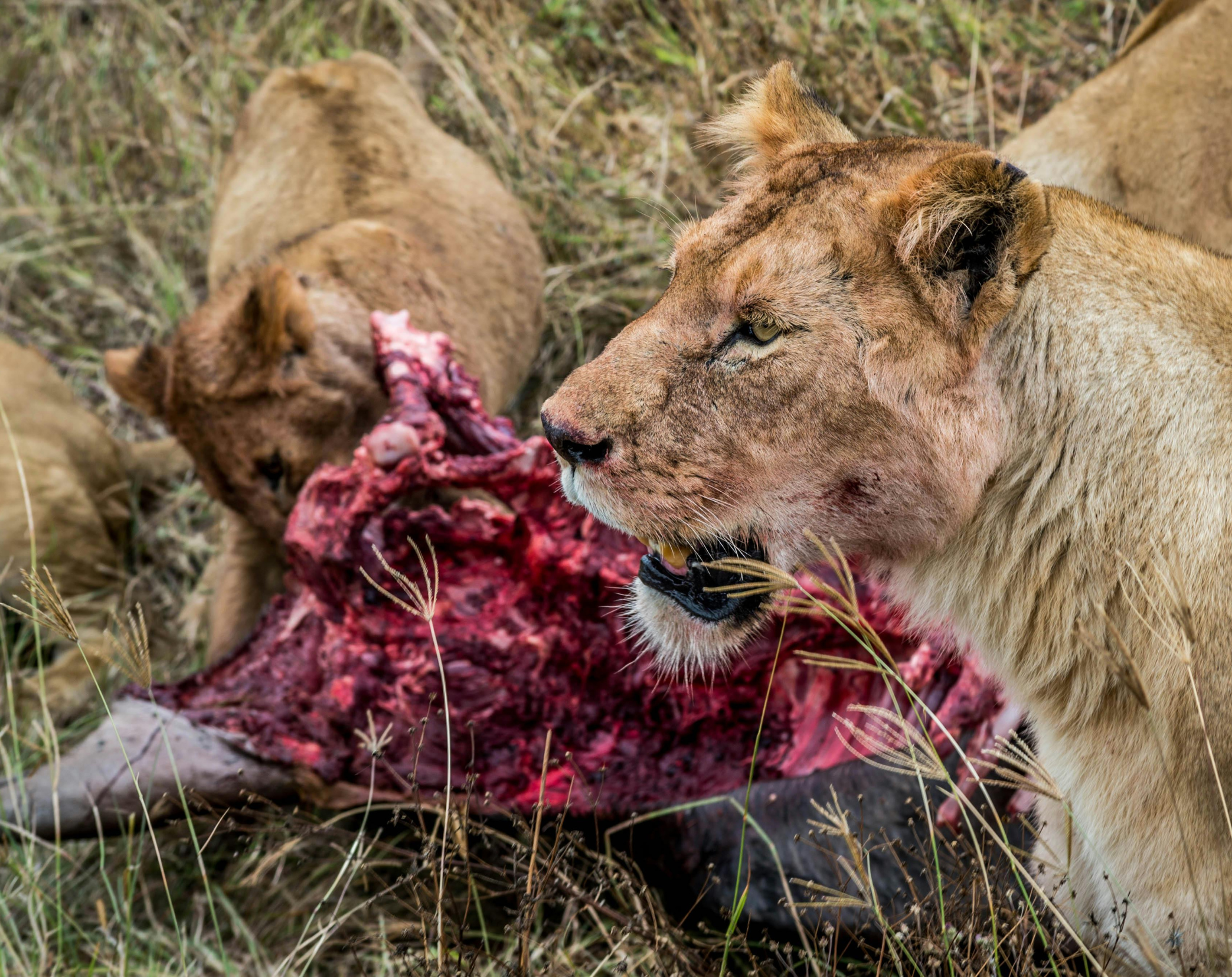 12 Days Tanzania Budget Camping Safari