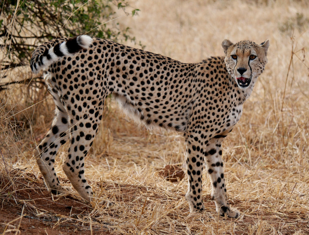 12 Days Tanzania Budget Camping Safari