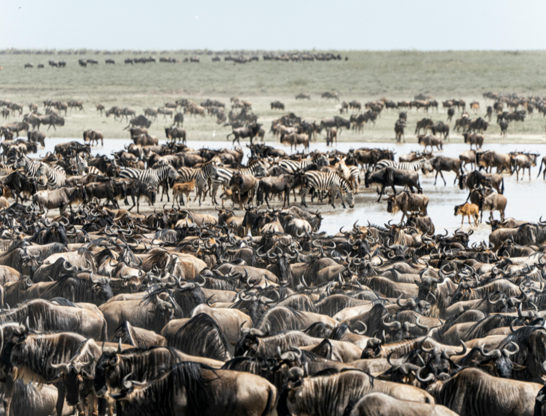 12 Days Tanzania Budget Camping Safari