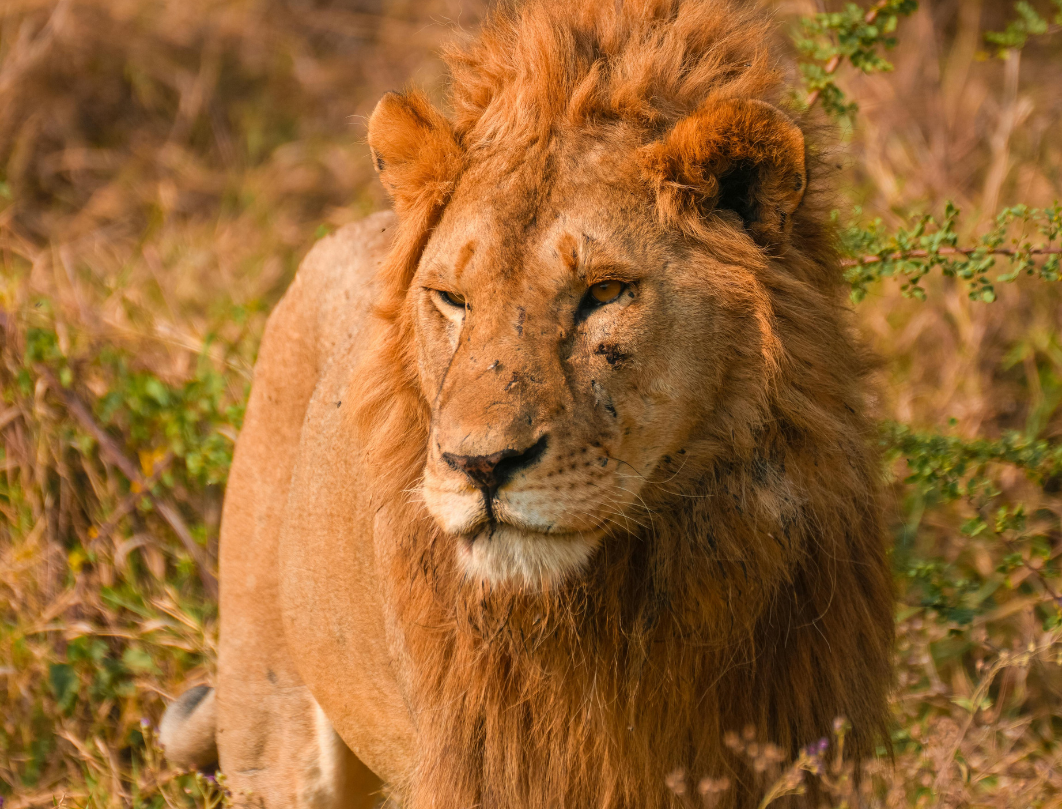 12 Days Tanzania Budget Camping Safari