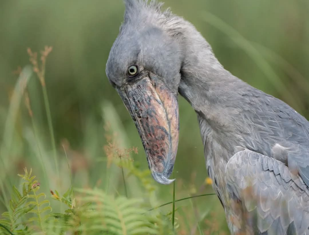 12 Days Best Of Uganda