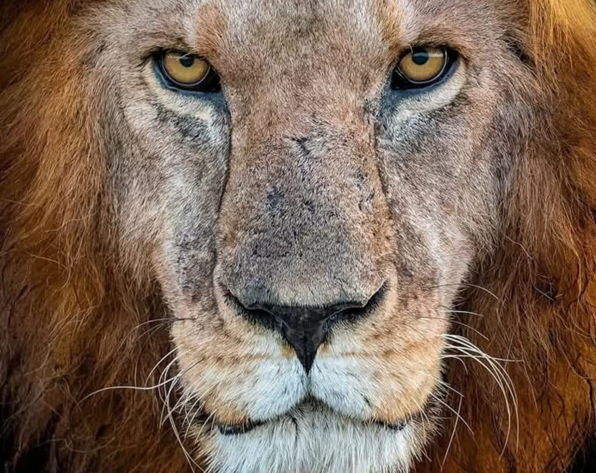 13 Days Kenya Luxury Bush To Beach Safari